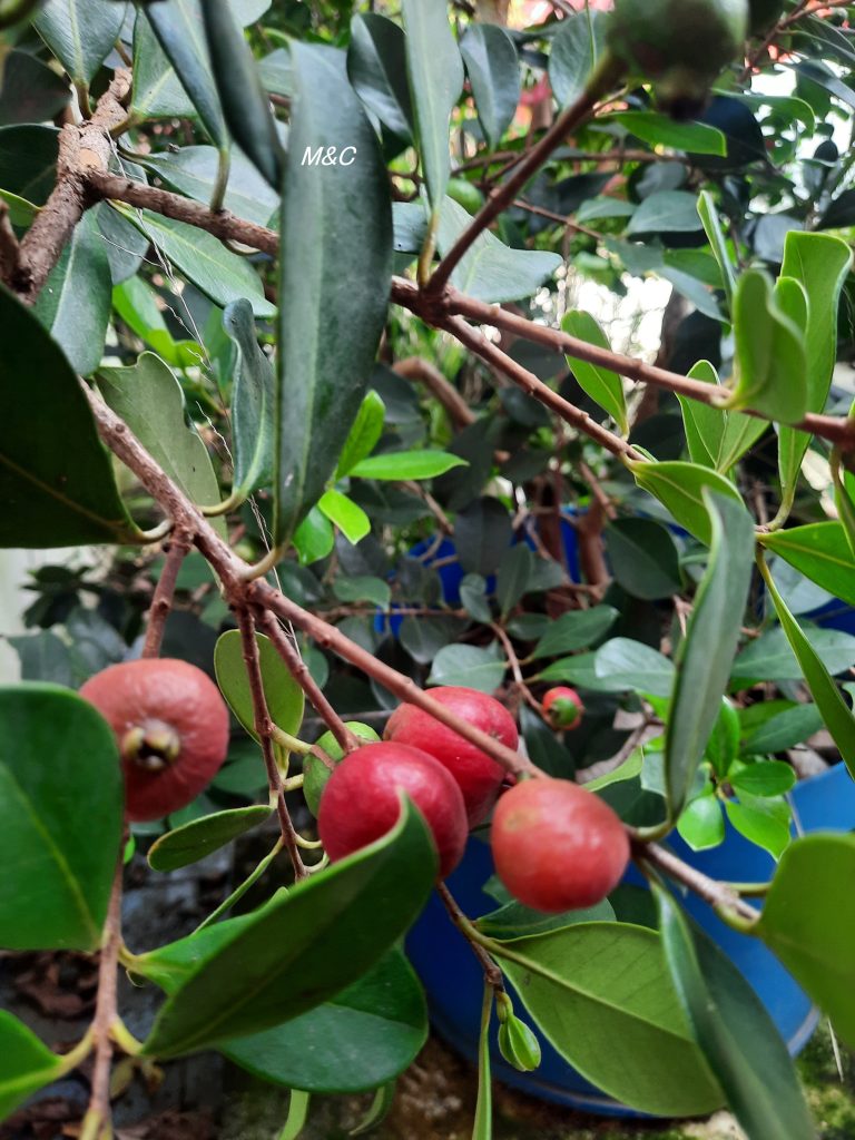 Petit arbuste en pot portant plusieurs fruits rouges ronds, entouré de feuilles vert foncé et brillantes. La plante pousse dans un contenant bleu, dans un espace extérieur avec d’autres végétaux en arrière‑plan.