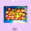 Image sur fond pastel violet avec trois éléments visuels : un arc-en-ciel coloré avec nuages blancs, une photo centrale de goyaviers mûrs aux teintes rouge, jaune et verte, et un dessin noir stylisé représentant une île tropicale avec palmier et soleil. L’ensemble évoque la nature, les récoltes et les rêves péi.