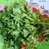 Bouquet de coriandre fraîche posé sur un fond vert décoré d’une carte de La Réunion, avec les feuilles bien vertes et dentelées visibles en détail.
