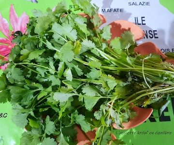 Bouquet de coriandre fraîche posé sur un fond vert décoré d’une carte de La Réunion, avec les feuilles bien vertes et dentelées visibles en détail.