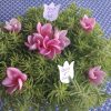 Une plante grasse (succulente) verte ornée de plusieurs fleurs de frangipanier roses. Deux petits billets blancs en forme de fleurs avec l'inscription manuscrite 'Bon 1er Mai' sont piqués dans le feuillage.
