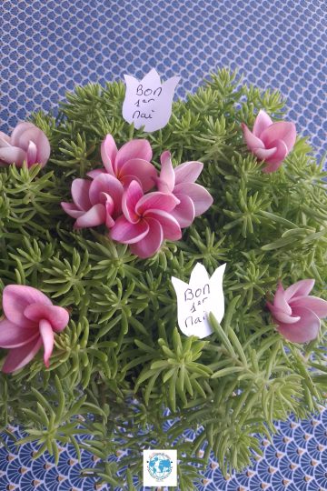 Une plante grasse (succulente) verte ornée de plusieurs fleurs de frangipanier roses. Deux petits billets blancs en forme de fleurs avec l'inscription manuscrite 'Bon 1er Mai' sont piqués dans le feuillage.
