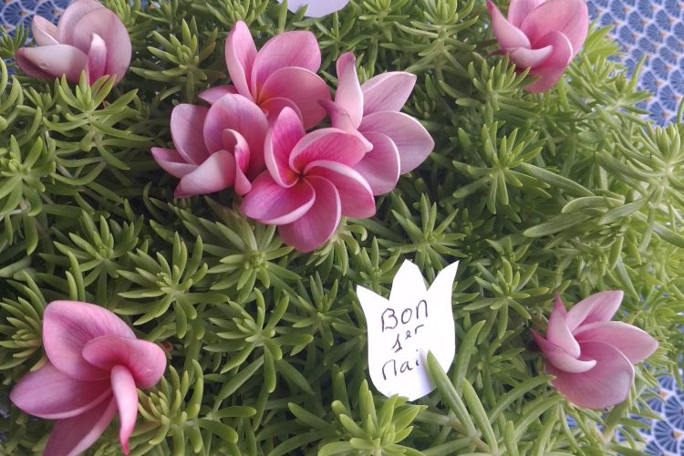Une plante grasse (succulente) verte ornée de plusieurs fleurs de frangipanier roses. Deux petits billets blancs en forme de fleurs avec l'inscription manuscrite 'Bon 1er Mai' sont piqués dans le feuillage.